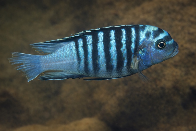 Maylandia fainzilberi 'Undu Reef'